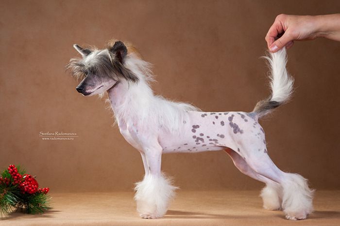 Angel O' Check Moonlight.