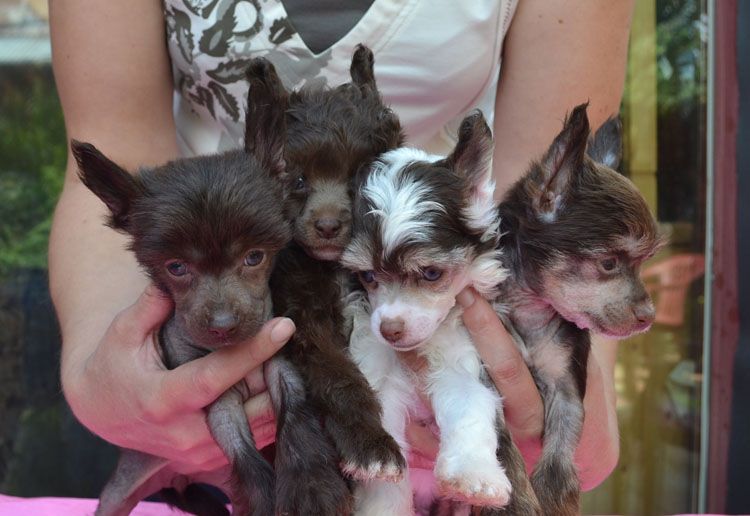 Vellar Pljus Sharl Chocolate King