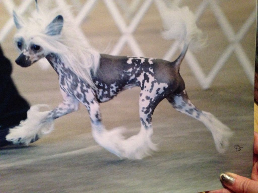 GCH Castaways Mzindeoendence At Xiao Ma