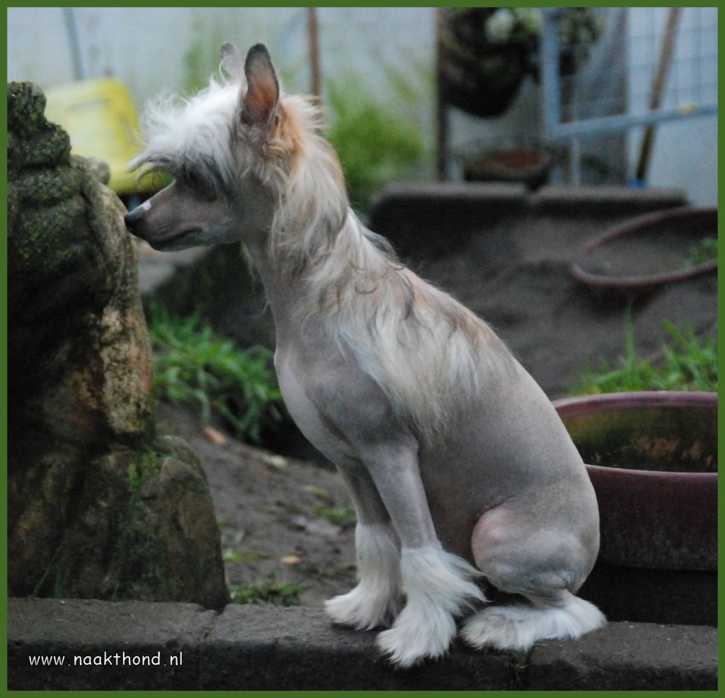 Devils Creature of Roxy's Pride