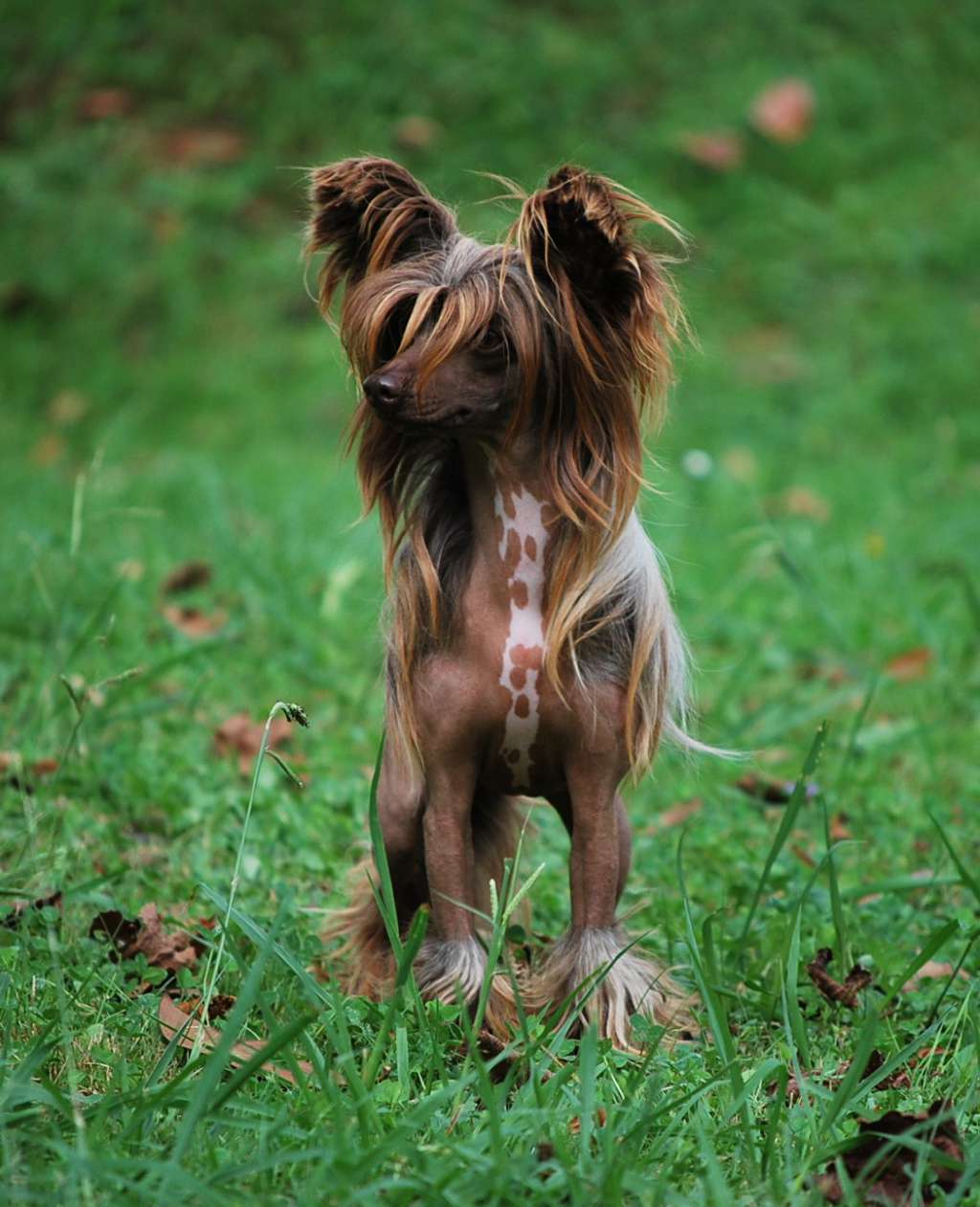 Do That Again Babe of Roxy's Pride