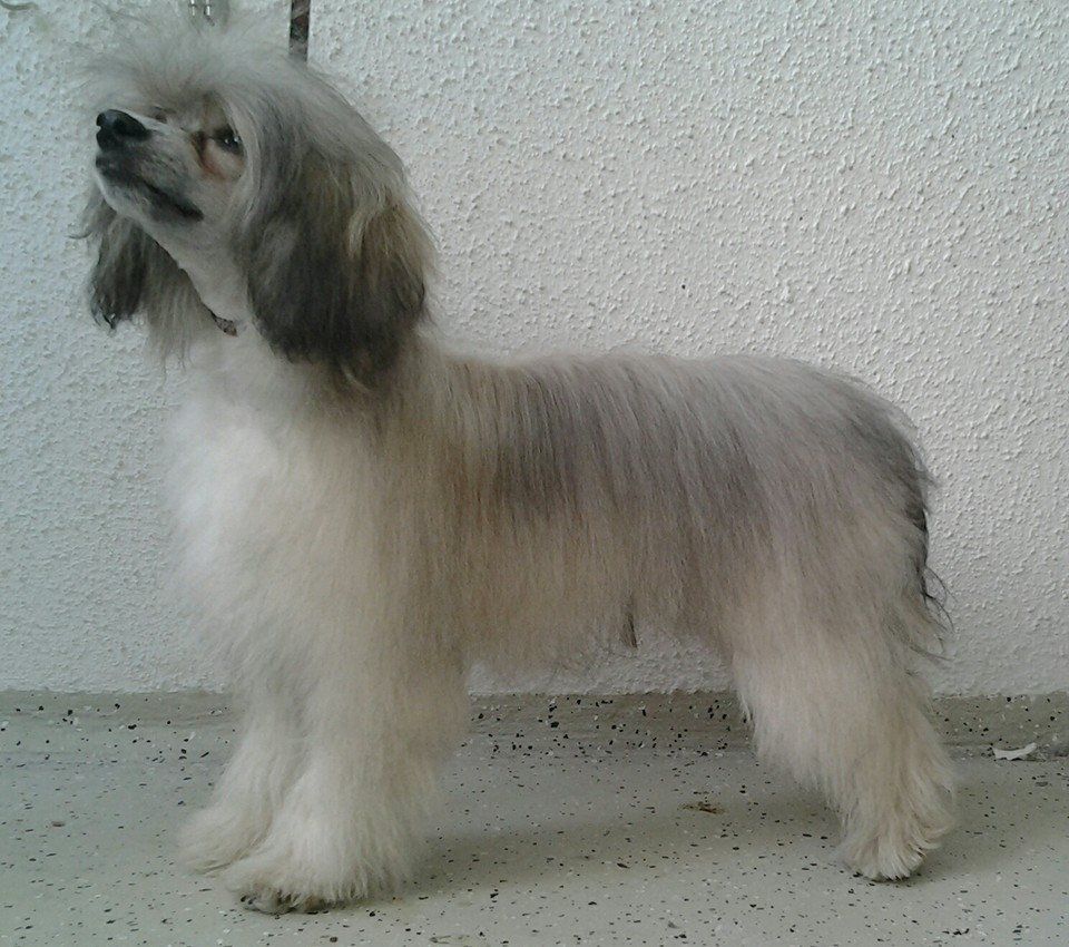 Selfcresteem's Q-Ma Suu Delma