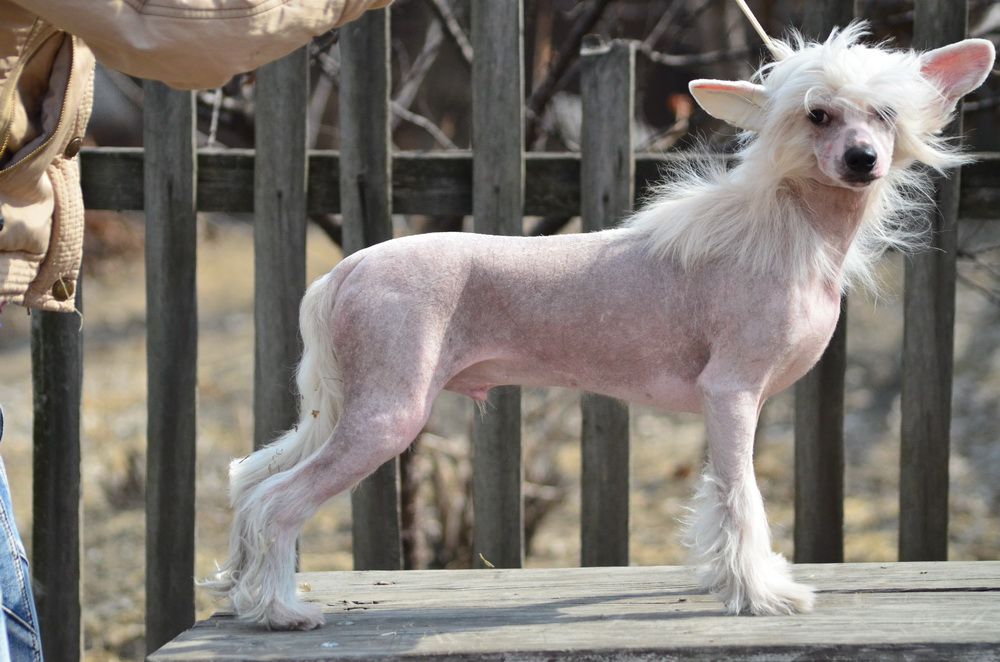 Elance Louange Jean-Louis