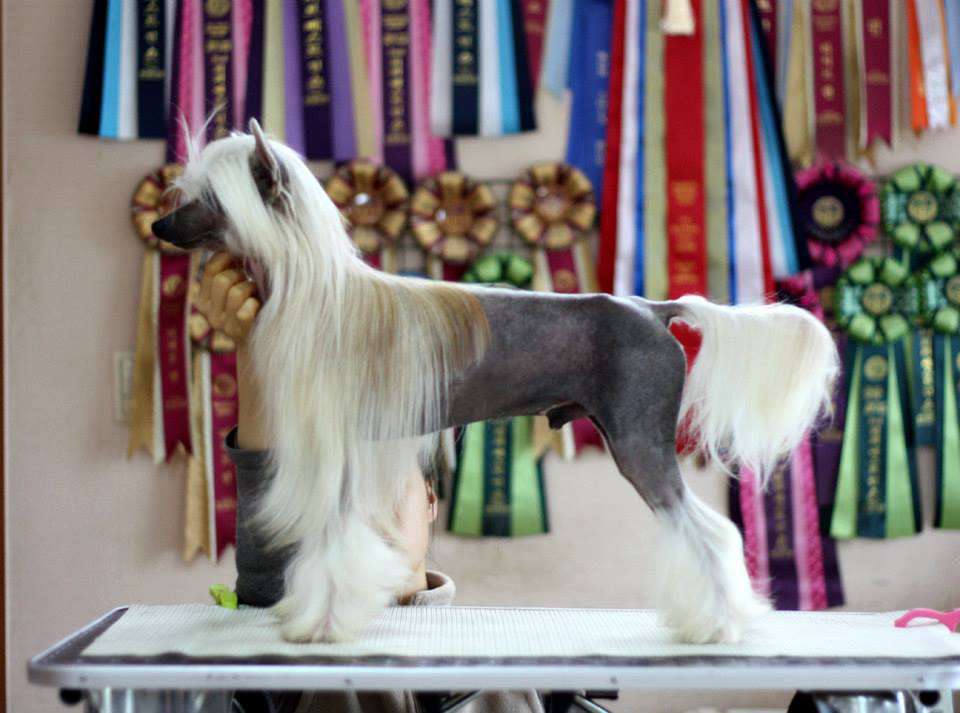 Elance Louange Zhofrey