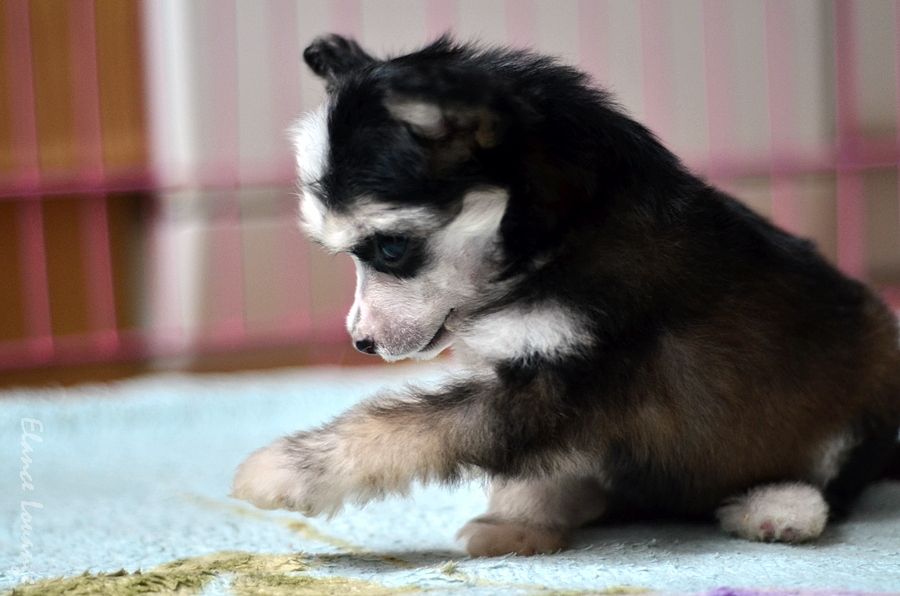 Elance Louange Zhaklin