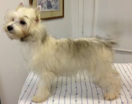 Gingery's Storm Trooper