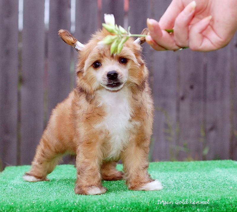 Irgen Gold Evita Orange