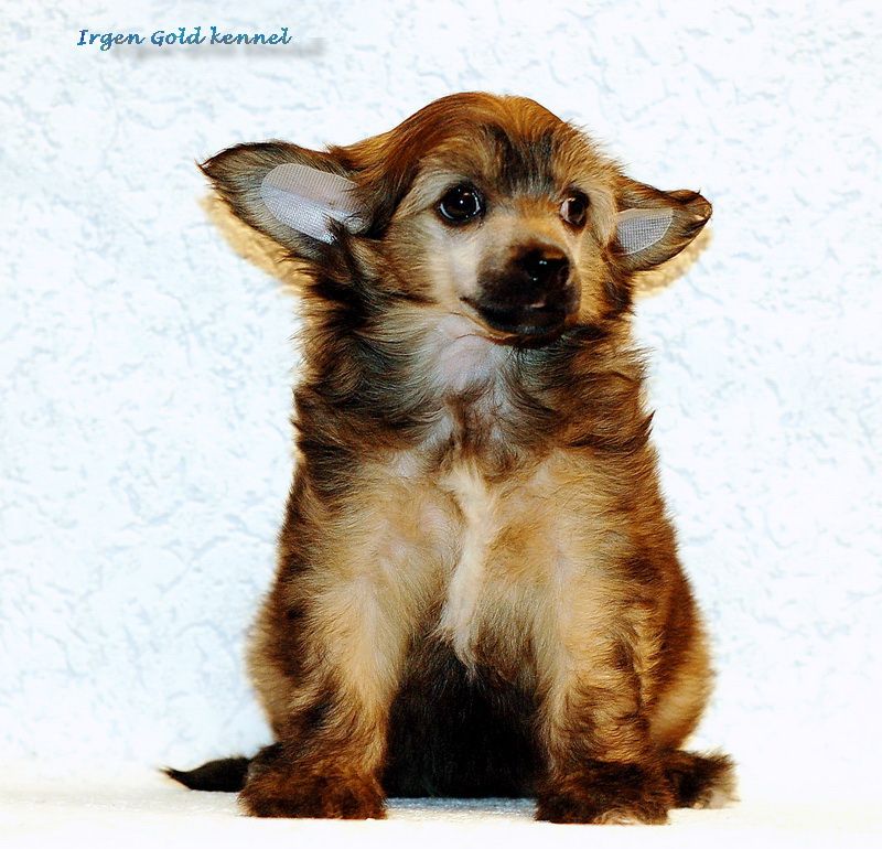 Irgen Gold Georgetta