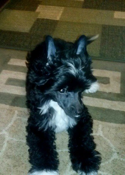 Kihosomu Ventfort Miller