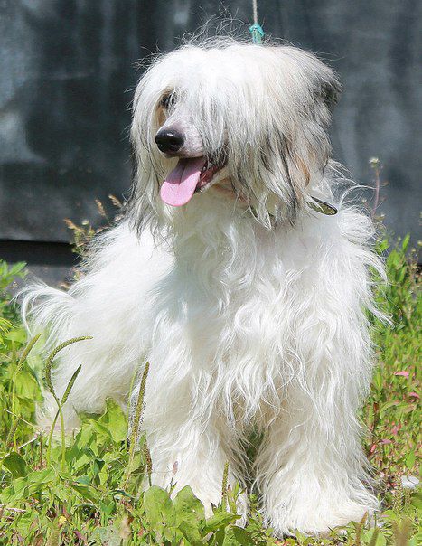 Kihosomu Veronika Platinum