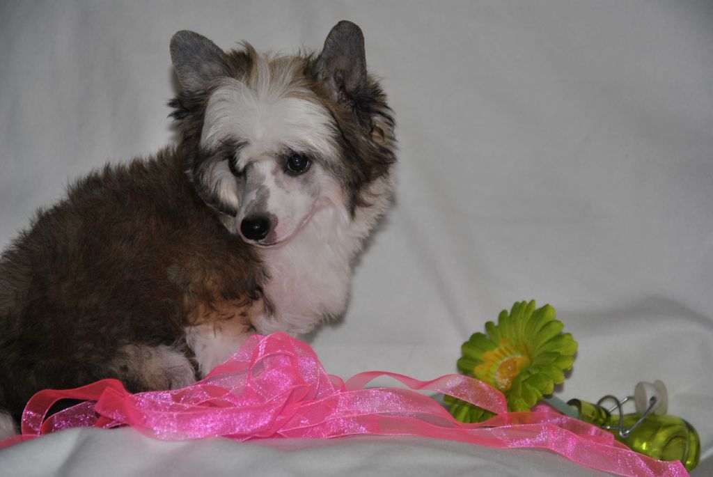 Kihosomu Viktoria Goldy