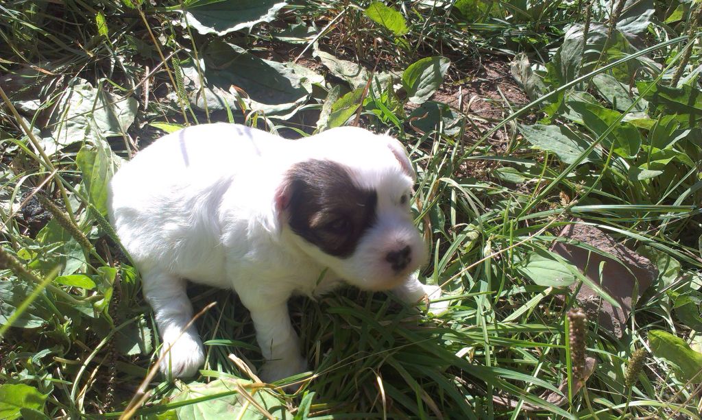 Ognenny Lotos Rin Okymyra