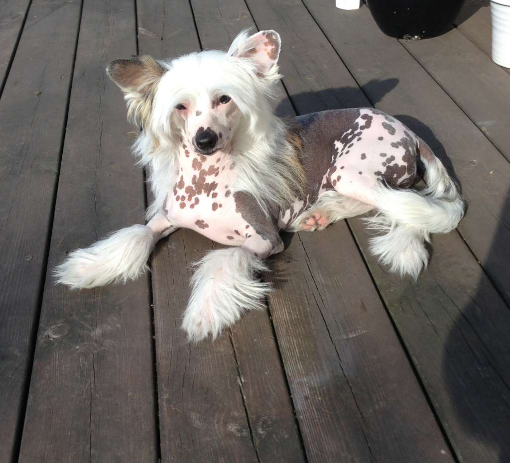 Play Mansion Betty Boop