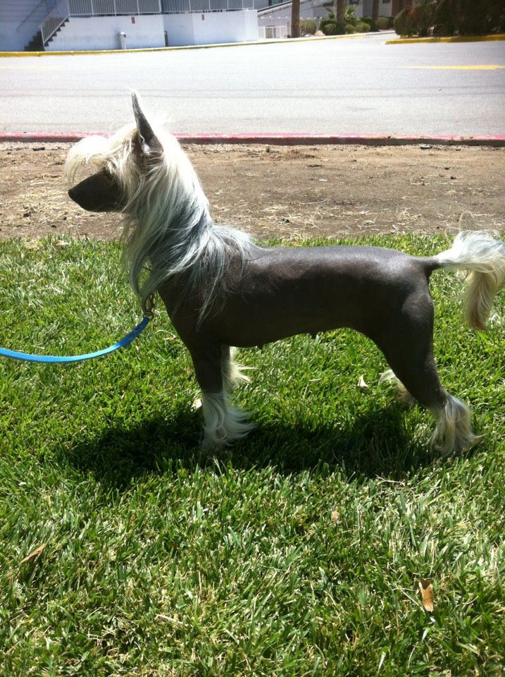 Gingery's Little Lioness