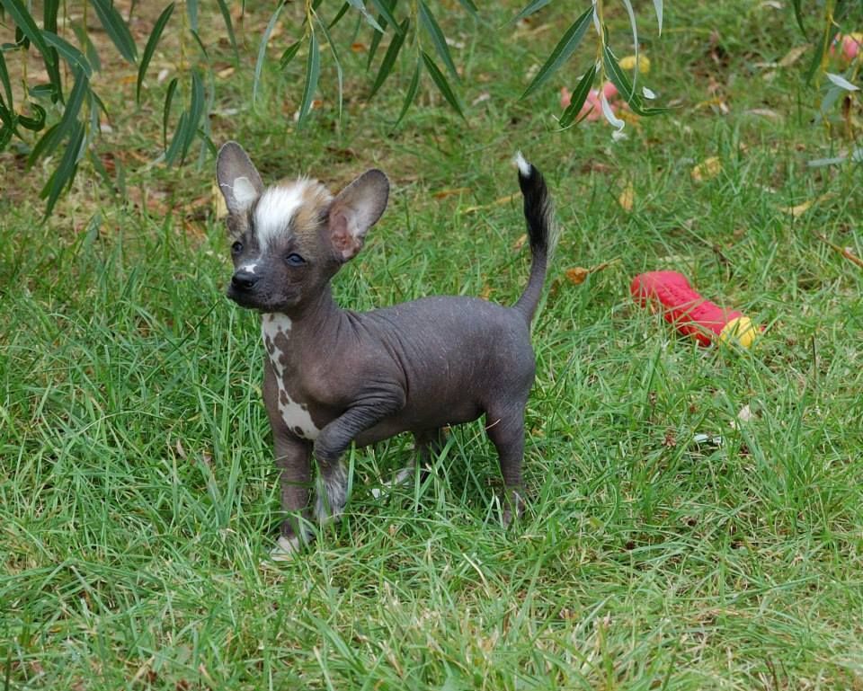 Iroquoise Kokeshi' c Dogs