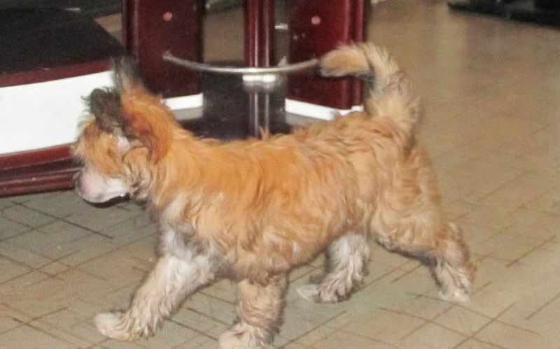 Airy small Beauty lady