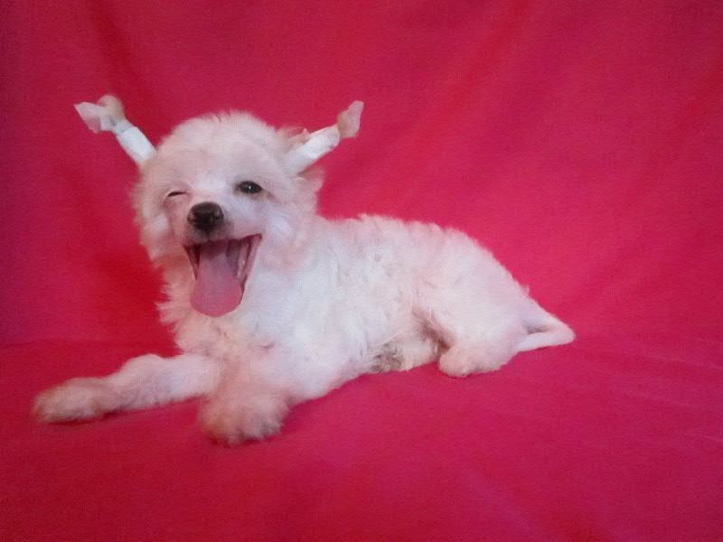 Amazing Fluffy Lucky Charming