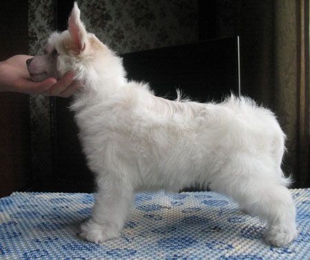 Danika Star Bonifacius