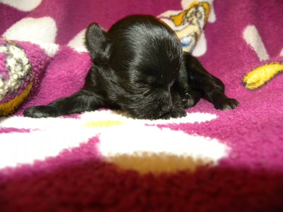 Damiani Dark Night Miracle