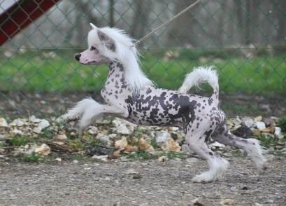 Haut les mains Little Champs