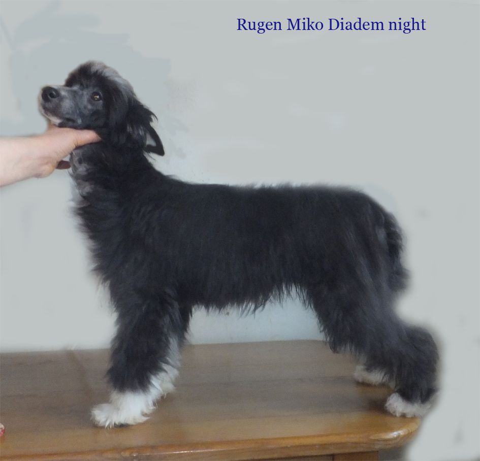 Rugen Miko Diadem night