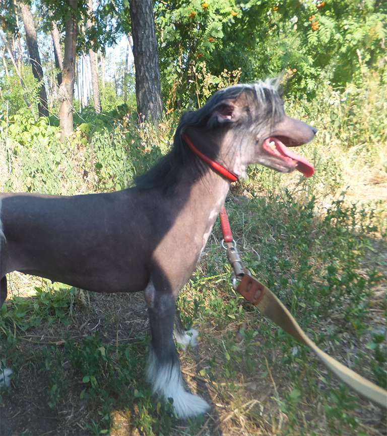 Rugen Miko Dancing babe