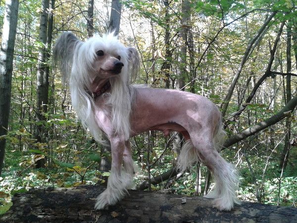 Fantastik Kashmir Exotic Fish