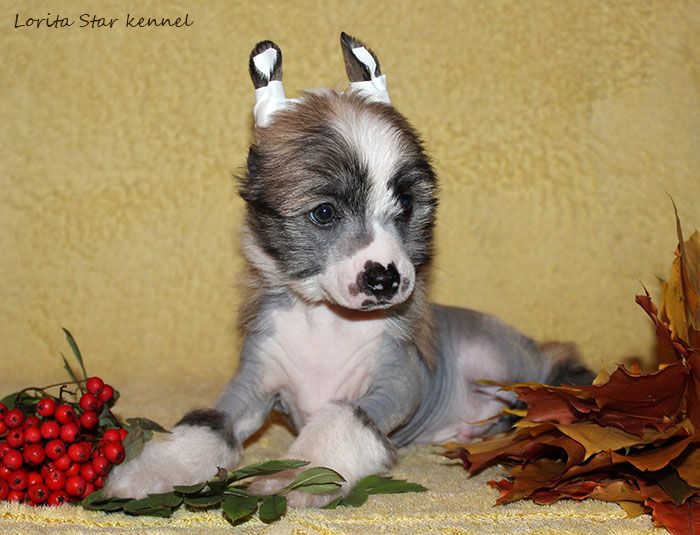 Lorita Star Vo Imya Lyubvi