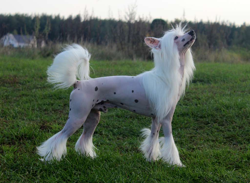 Lorita Star Veshchiy Son