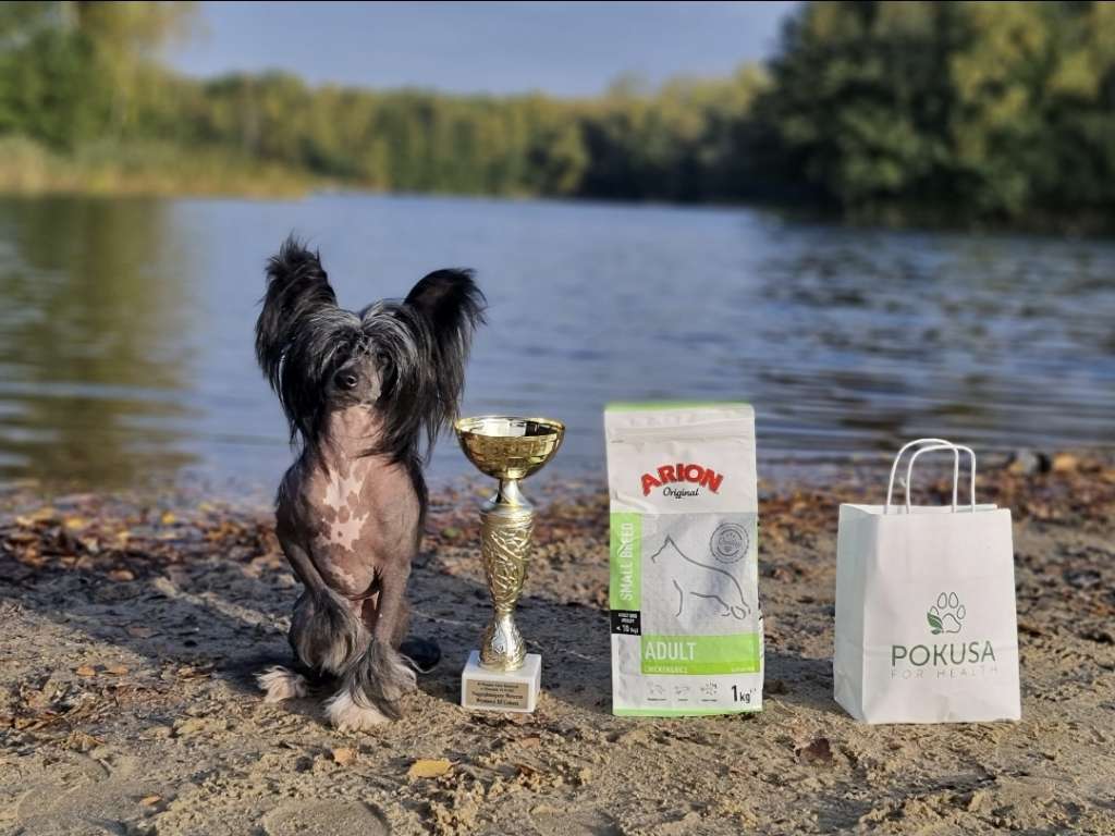 Foresto Super Ciapki