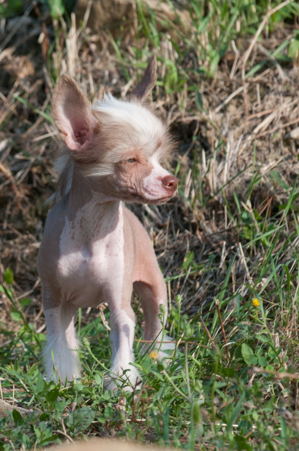 Stars at Sea Rochester