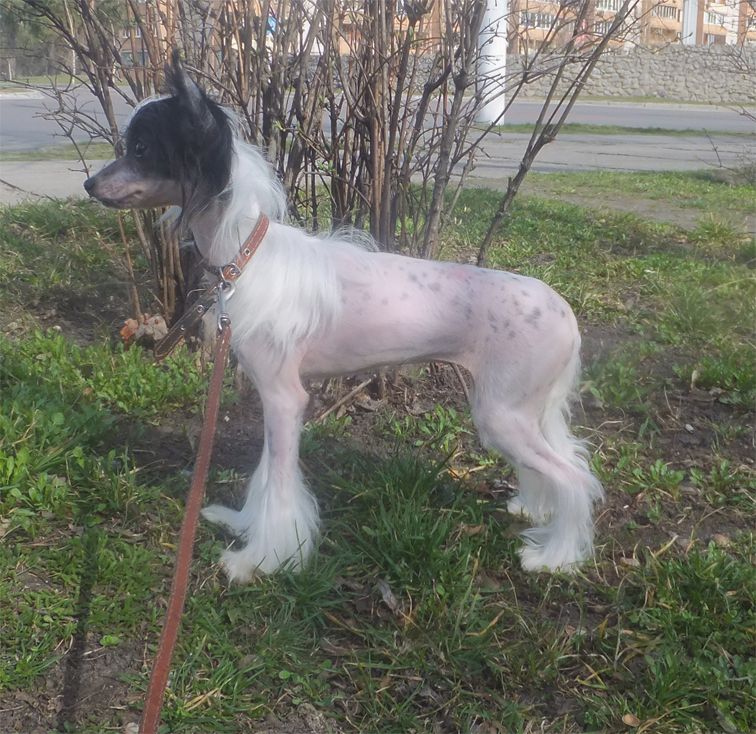 Rugen Miko Isidore dominoes