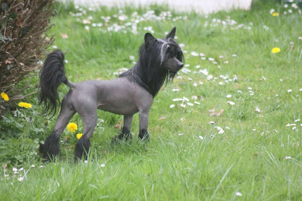 Golden Diamond Cresteds Loreen