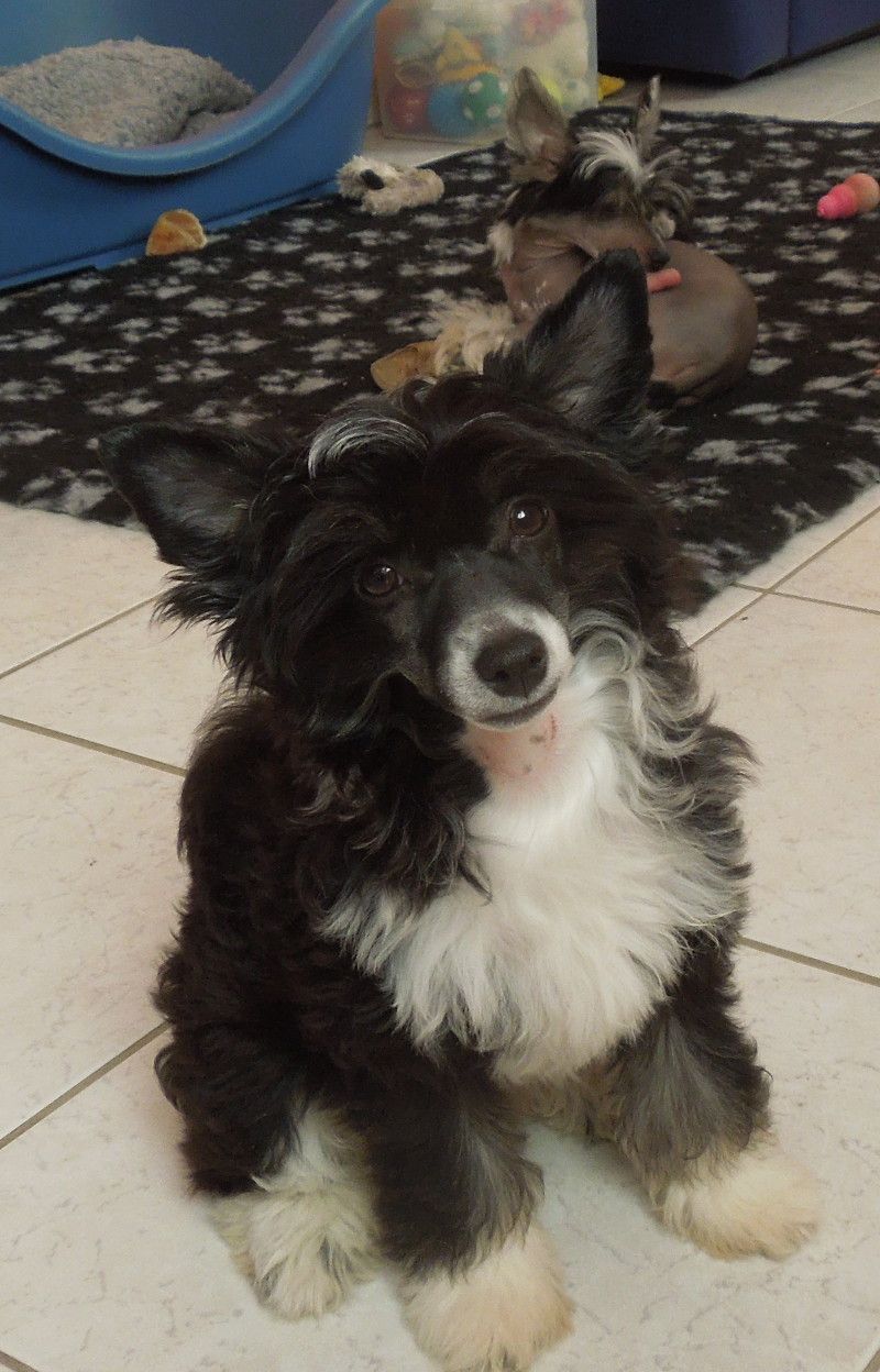 Idole Du Domaine Forever Young