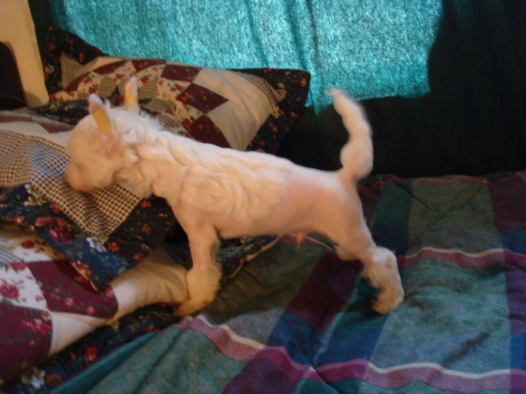 Castlecoves Zaphod Beeblebrox