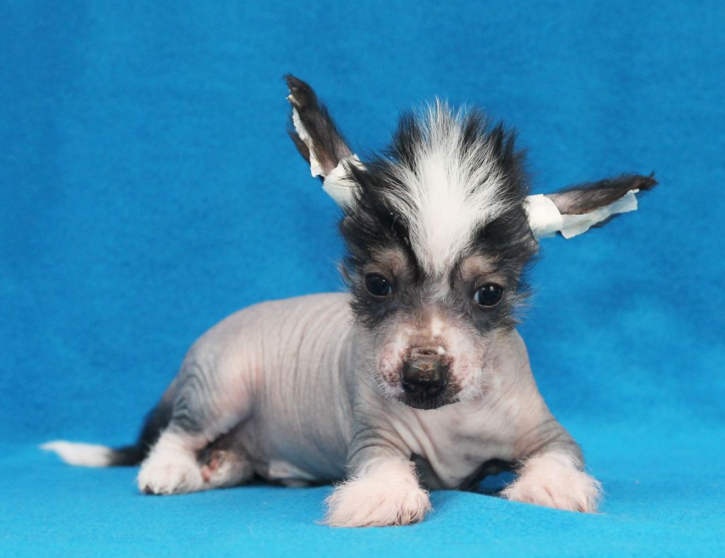 Lux Star Vudy Ventura Ace