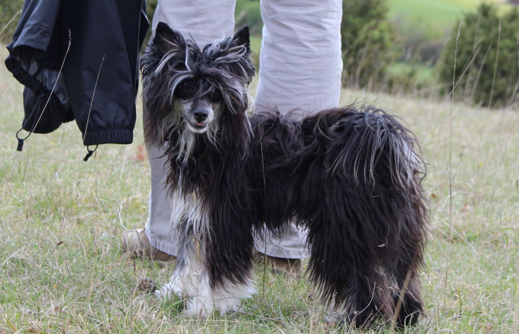 Da Vinci von Dolce Diamante