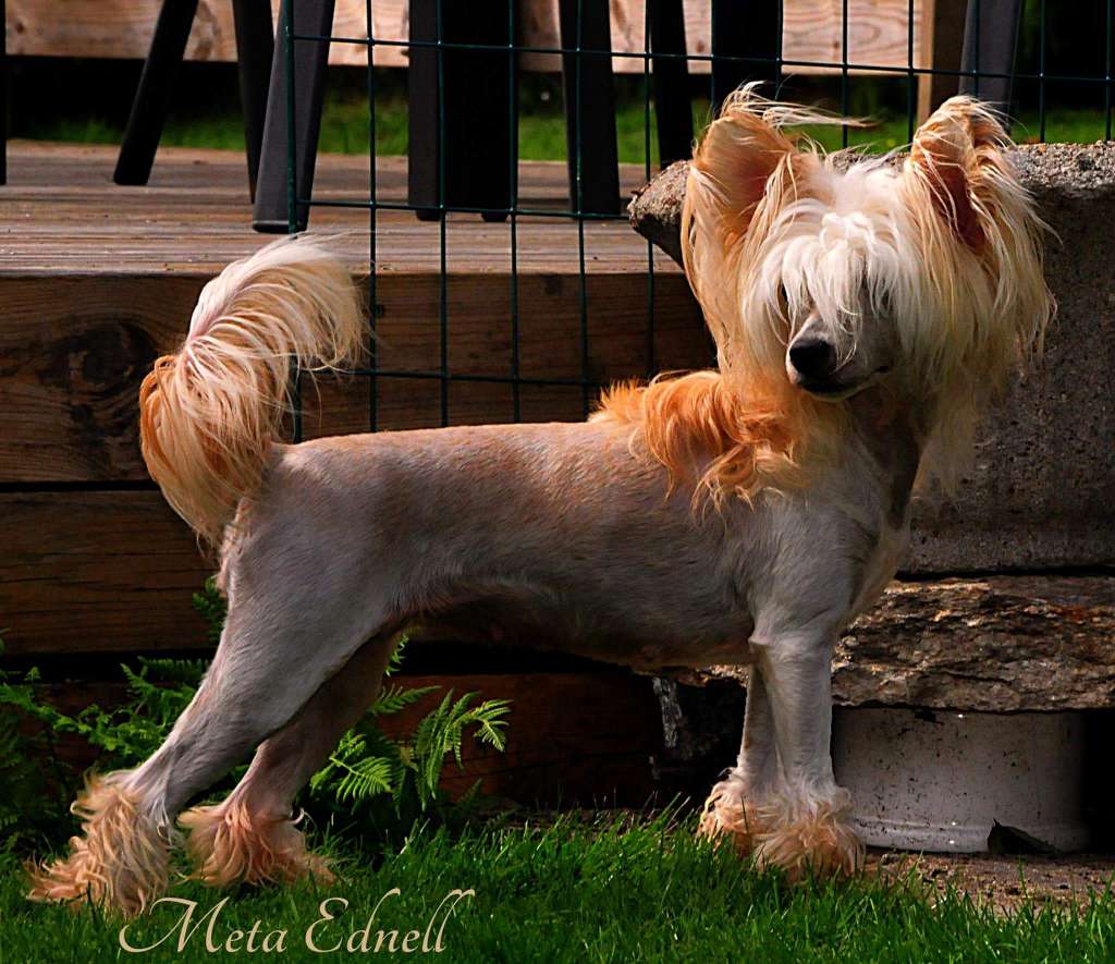 Tiny Rascal's Pagani Zonda