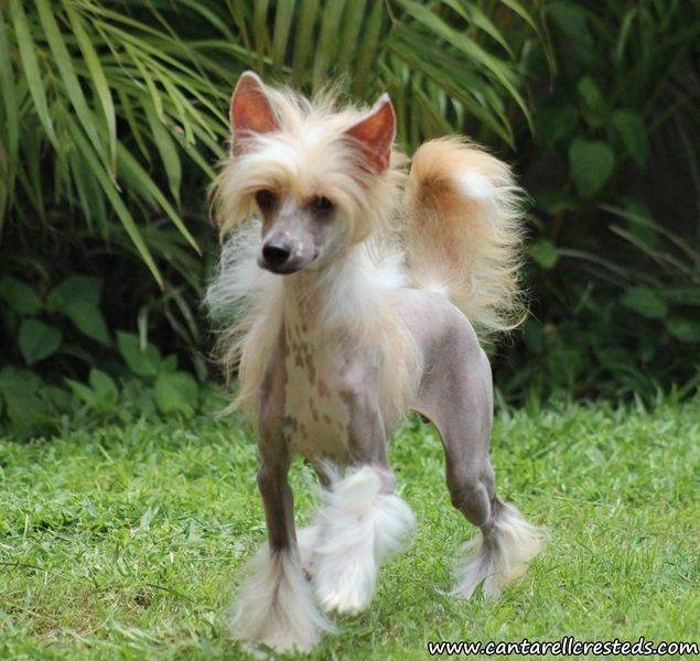 Tieta At Ferguel (Martinez)