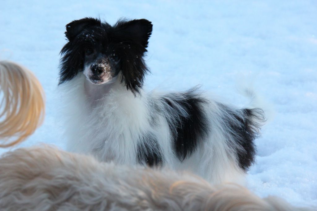 Selfcresteem's Freelove