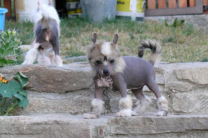 Hot Chocolate Jemalle