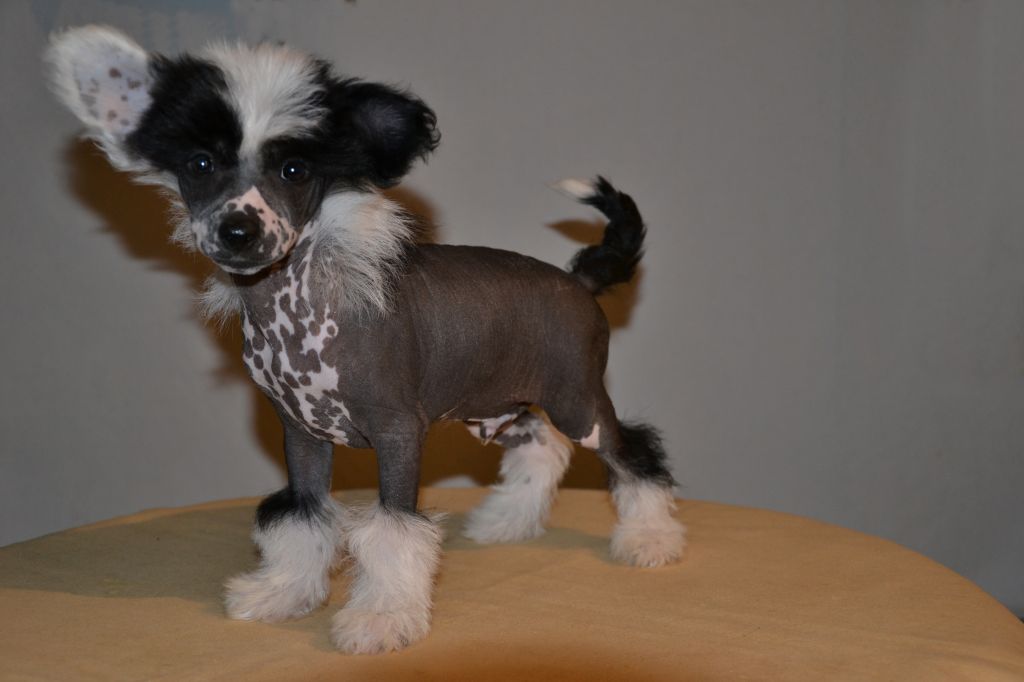 De La Mahafu's J.J.LaSilla