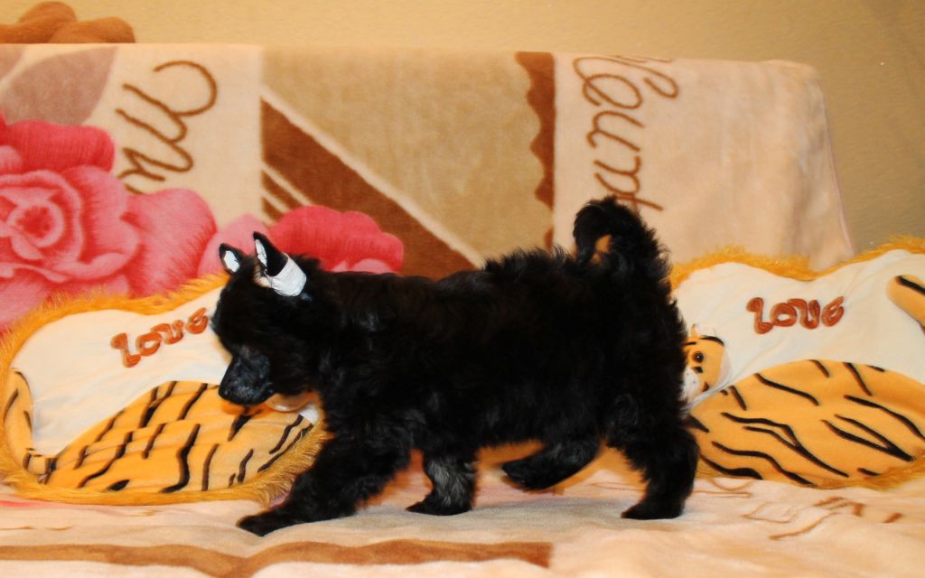 Magnet Success Vision Dreams