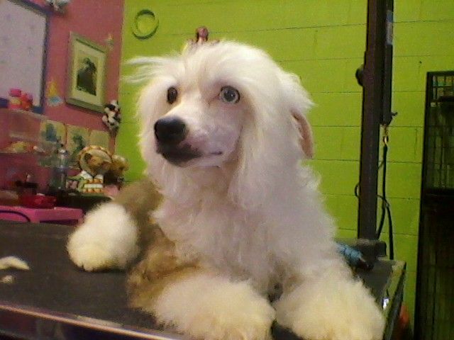 Del Sol's "VooDoo"puts a spell on you