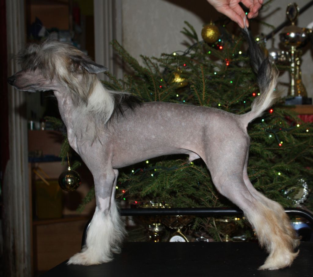 Fantazy Night A Star Shiny