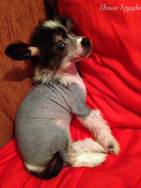 Yavitasvyatoslava Lunnaya Pevunya