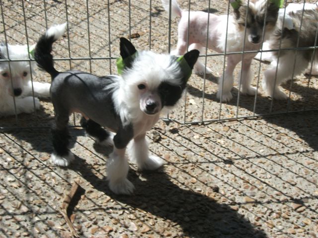 Whispering Lane It's A Wonder