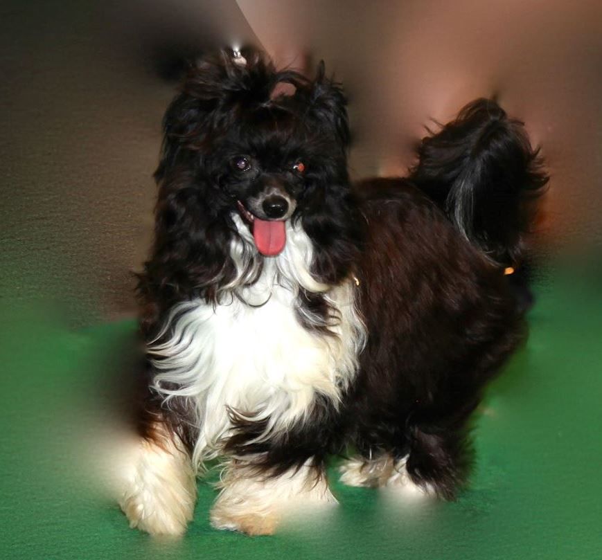 Miyo Top Model De Rama