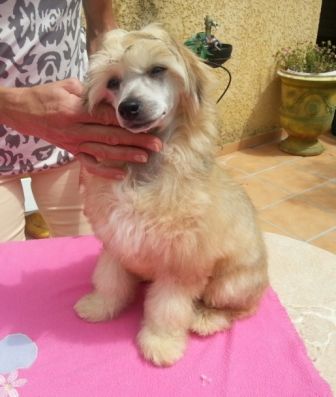 Icetea des Picholines