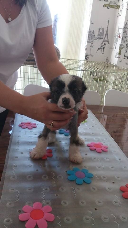 Steelthorn Silver Angel